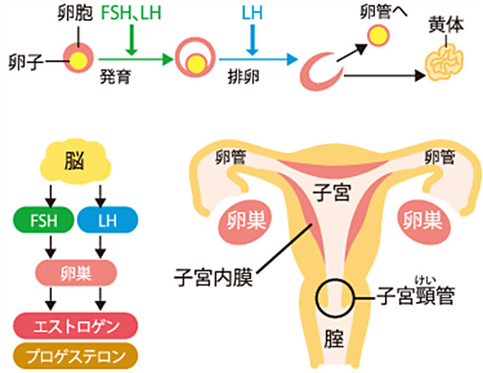 卵胞 2 つ 妊娠 率