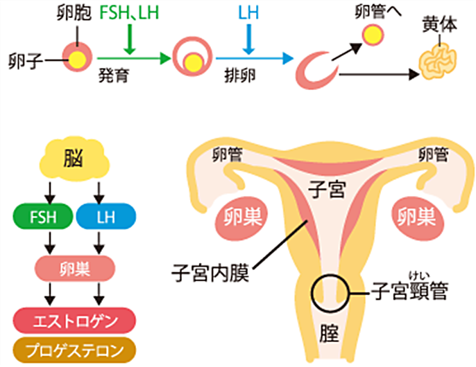 卵胞 育っ て も 排卵 しない