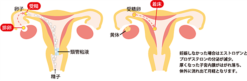 妊娠しなかった場合はエストロゲンとプロゲステロンの分泌が減少。厚くなった子宮内膜がはがれ落ち、体外に流れ出て月経となります。