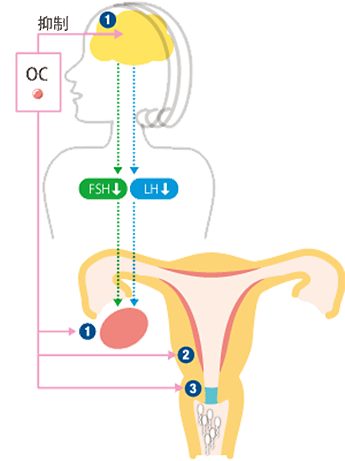 Ocによる避妊のしくみ 経口避妊薬 Oc について 女性のためのヘルスサポート 一般の皆さま 患者の皆さまへ あすか製薬株式会社