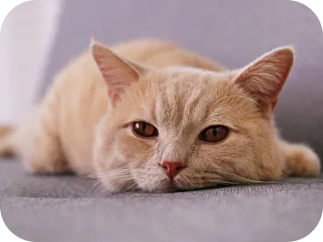 眠たそうなネコ