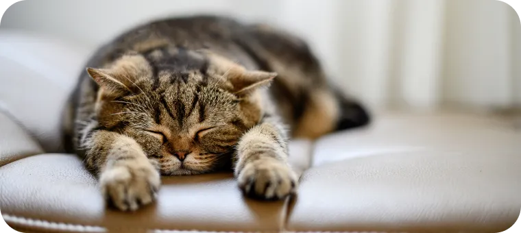眠っているネコ