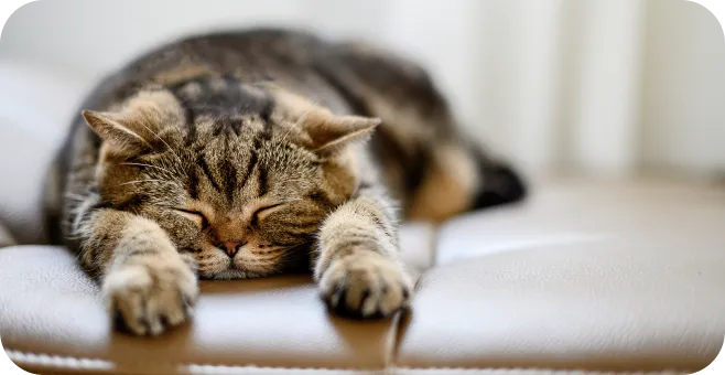 眠っているネコ