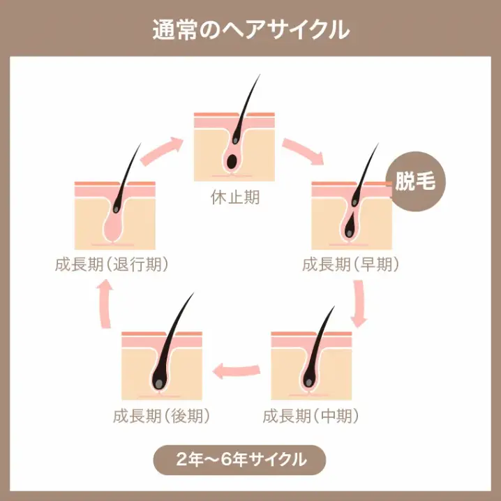 通常のヘアサイクル