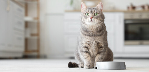 器の前で待つネコ