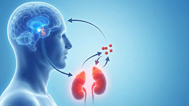 ストレス反応の司令塔「HPA軸」とコルチゾールの動き