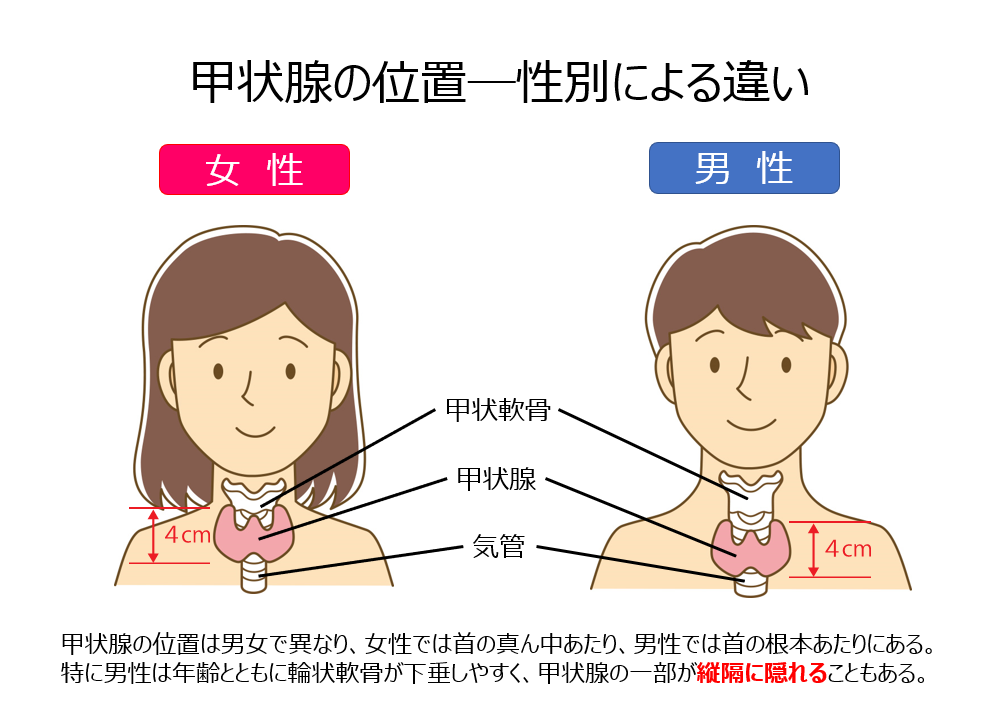 甲状腺とは02