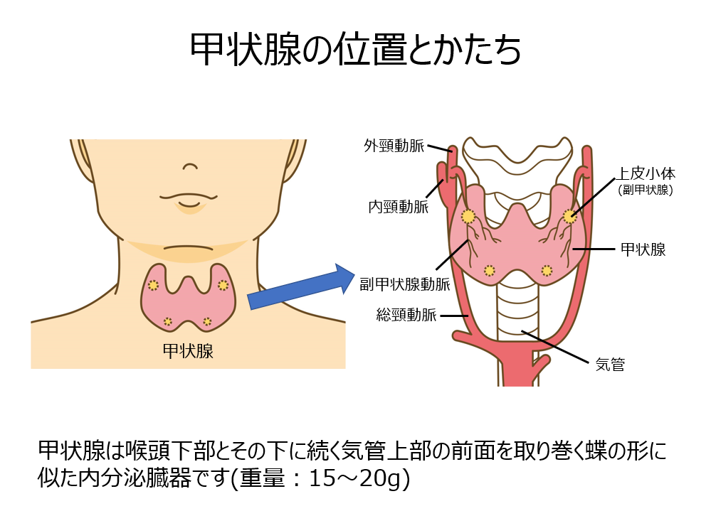 甲状腺とは01