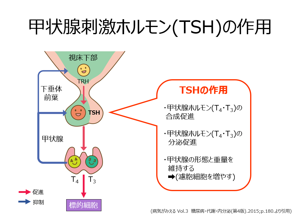 甲状腺のはたらきとその調節01