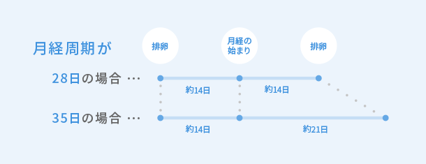 月経周期と排卵