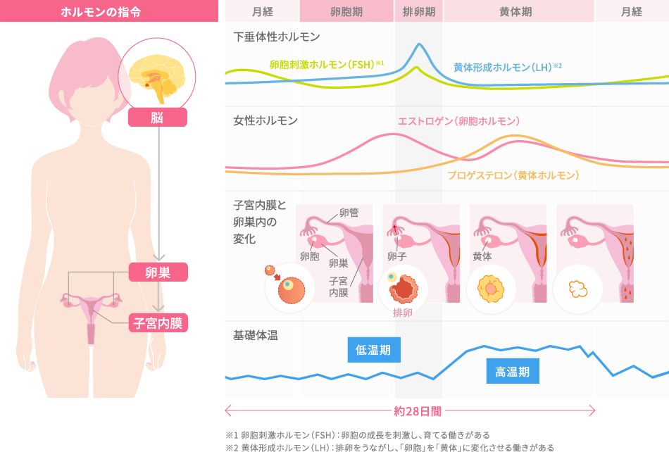 黄体 ホルモン