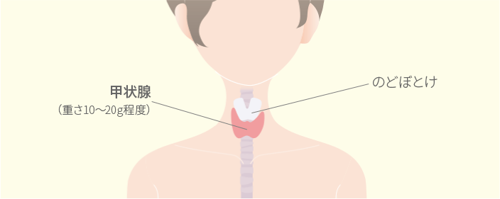 甲状腺の位置