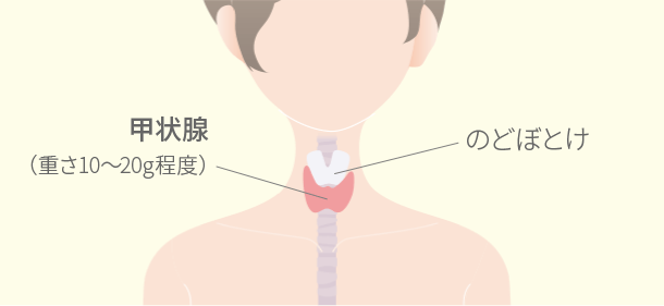 甲状腺の位置