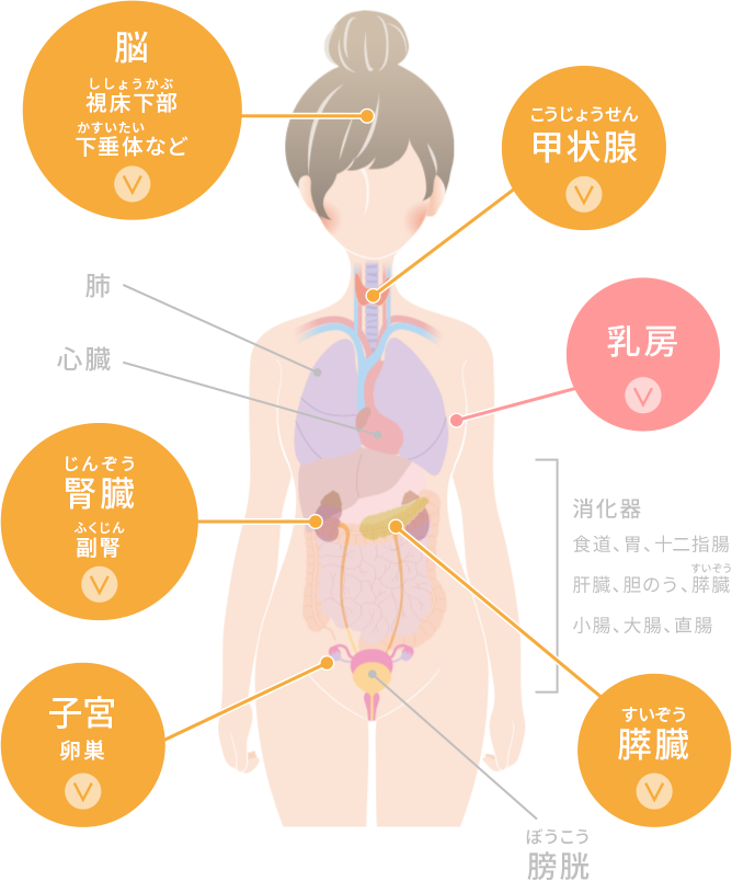 まずは基本から 女性のカラダ図鑑 知っておきたい女性のカラダと健康のこと 女性のための健康ラボ Mint