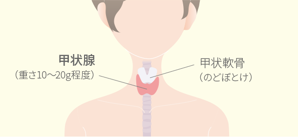 甲状腺の位置