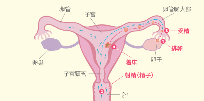 卵子 の 寿命