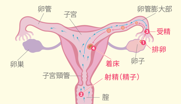 受精 中出し 受精や着床など 妊娠の流れや仕組み | 木場公園クリニック 不妊 ...