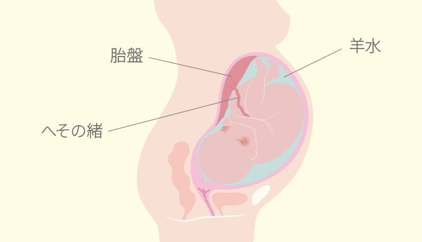 妊娠 射精 後 安静