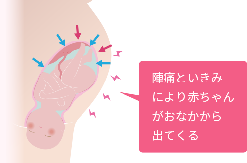 陣痛といきみにより赤ちゃんがおなかから出てくる