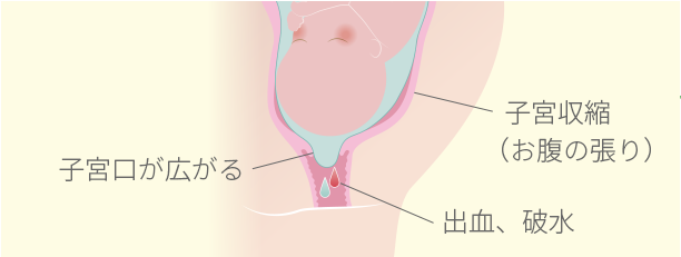 くる て 子宮 降り 子宮口が下がるってどんな状態？排卵日前と生理前の状態を画像付きで解説します！